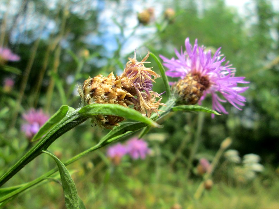 Wiesen-Flockenblume (Centaurea jacea) im Naturschutzgebiet „St. Arnualer Wiesen“