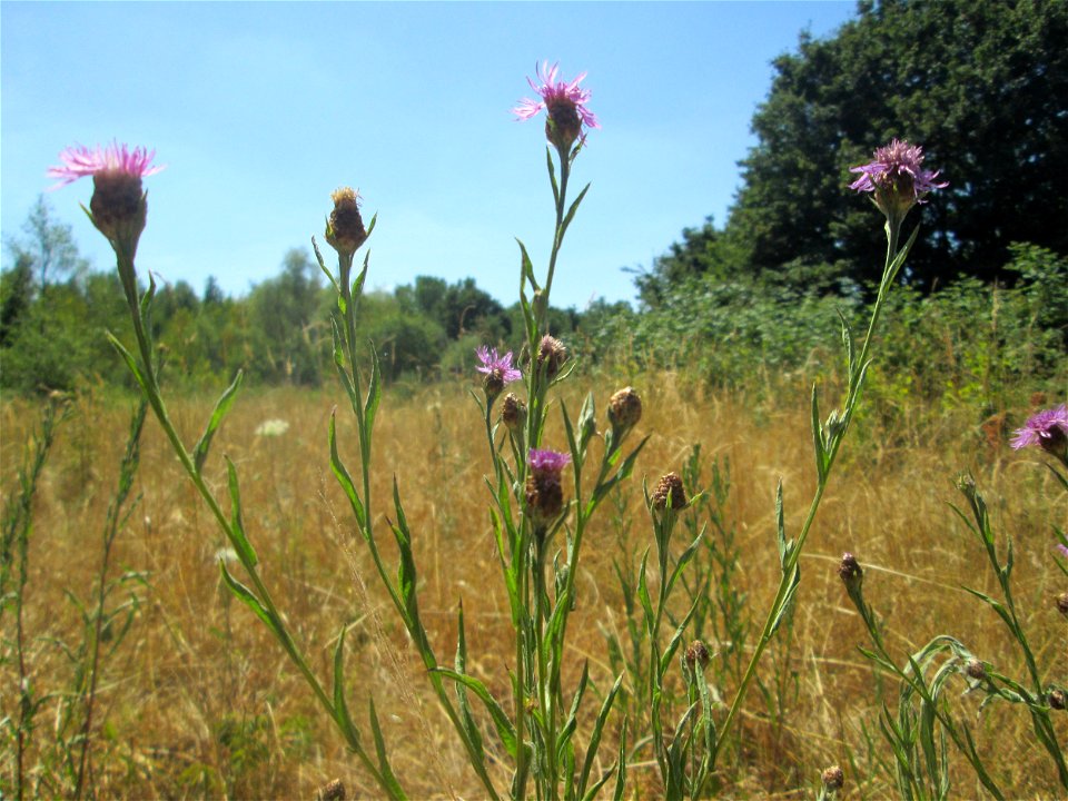 Wiesen-Flockenblume (Centaurea jacea) im Naturschutzgebiet „St. Arnualer Wiesen“