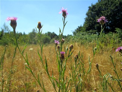 Wiesen-Flockenblume (Centaurea jacea) im Naturschutzgebiet „St. Arnualer Wiesen“