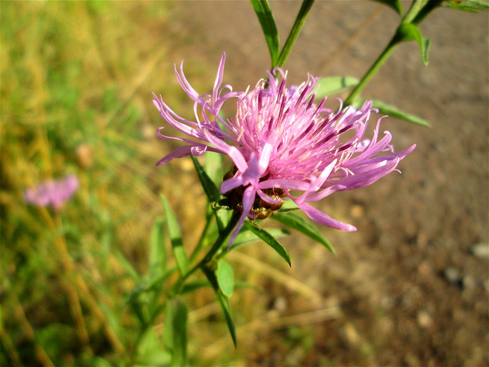 Wiesen-Flockenblume (Centaurea jacea) im Naturschutzgebiet "St. Arnualer Wiesen"