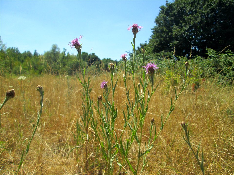 Wiesen-Flockenblume (Centaurea jacea) im Naturschutzgebiet „St. Arnualer Wiesen“