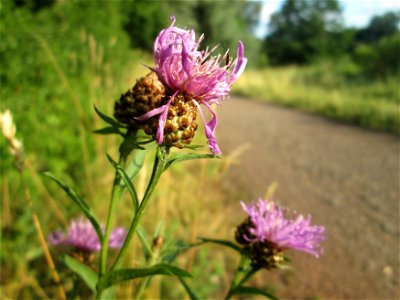 Wiesen-Flockenblume (Centaurea jacea) im Naturschutzgebiet "St. Arnualer Wiesen"