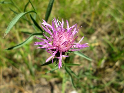 Wiesen-Flockenblume (Centaurea jacea) im Naturschutzgebiet „St. Arnualer Wiesen“
