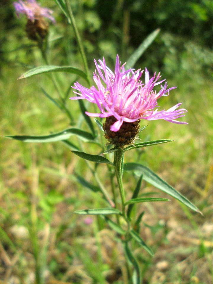 Wiesen-Flockenblume (Centaurea jacea) im Naturschutzgebiet „St. Arnualer Wiesen“