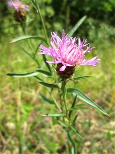 Wiesen-Flockenblume (Centaurea jacea) im Naturschutzgebiet „St. Arnualer Wiesen“