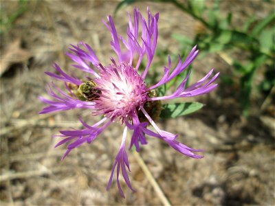 Wiesen-Flockenblume (Centaurea jacea) im Naturschutzgebiet „St. Arnualer Wiesen“