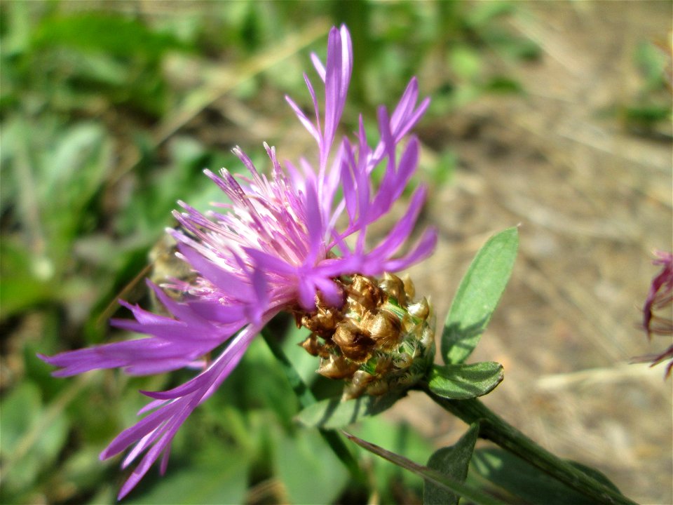 Wiesen-Flockenblume (Centaurea jacea) im Naturschutzgebiet „St. Arnualer Wiesen“