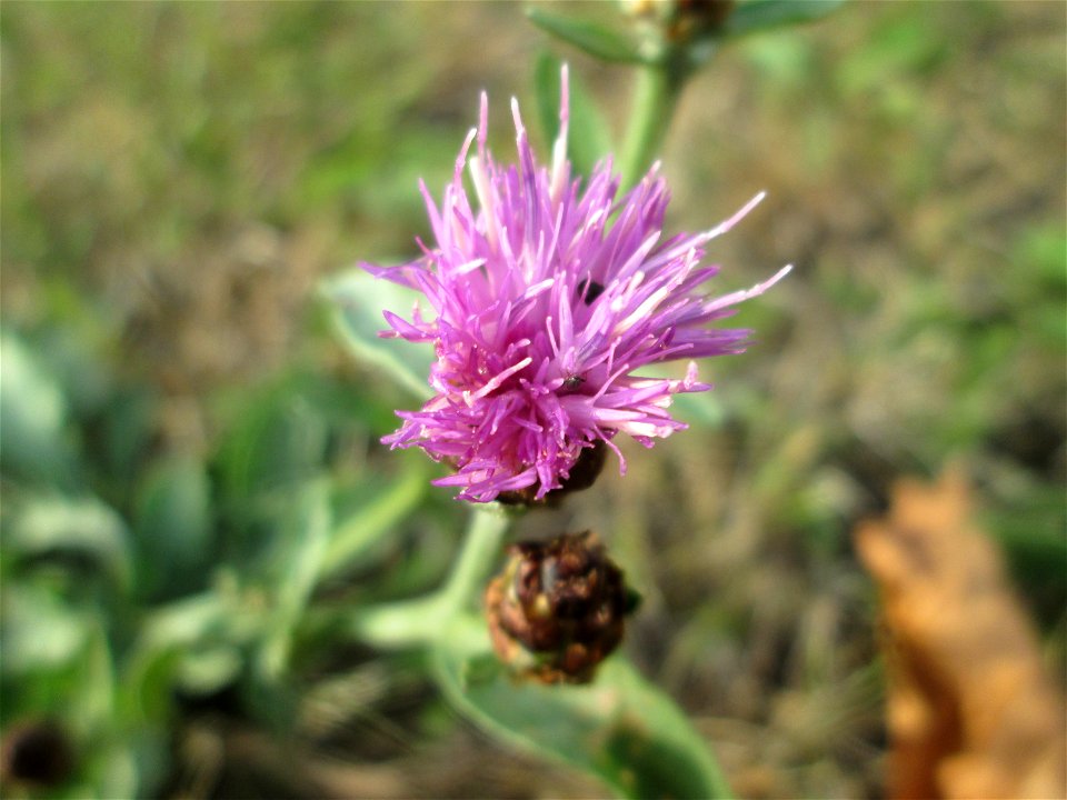 Wiesen-Flockenblume (Centaurea jacea) in Kennfus bei Bad Bertrich