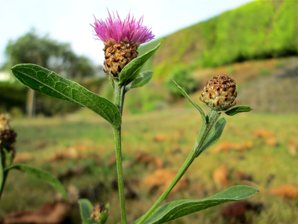 Wiesen-Flockenblume (Centaurea jacea) in Kennfus bei Bad Bertrich