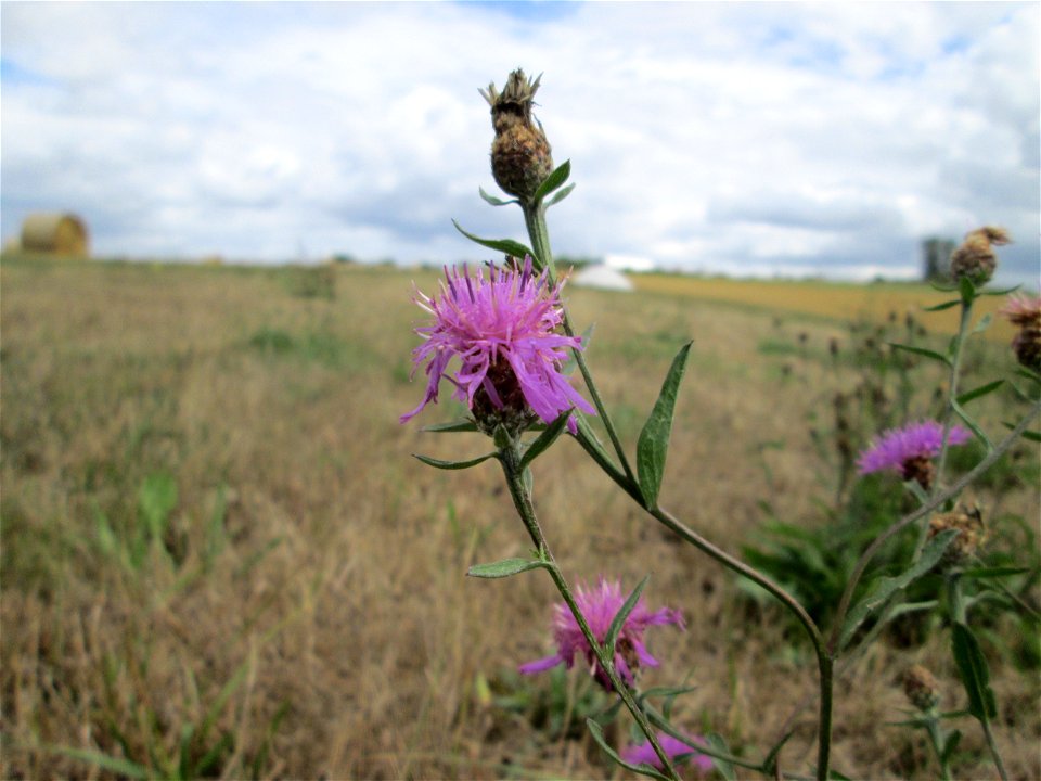 Wiesen-Flockenblume (Centaurea jacea) bei Kennfus