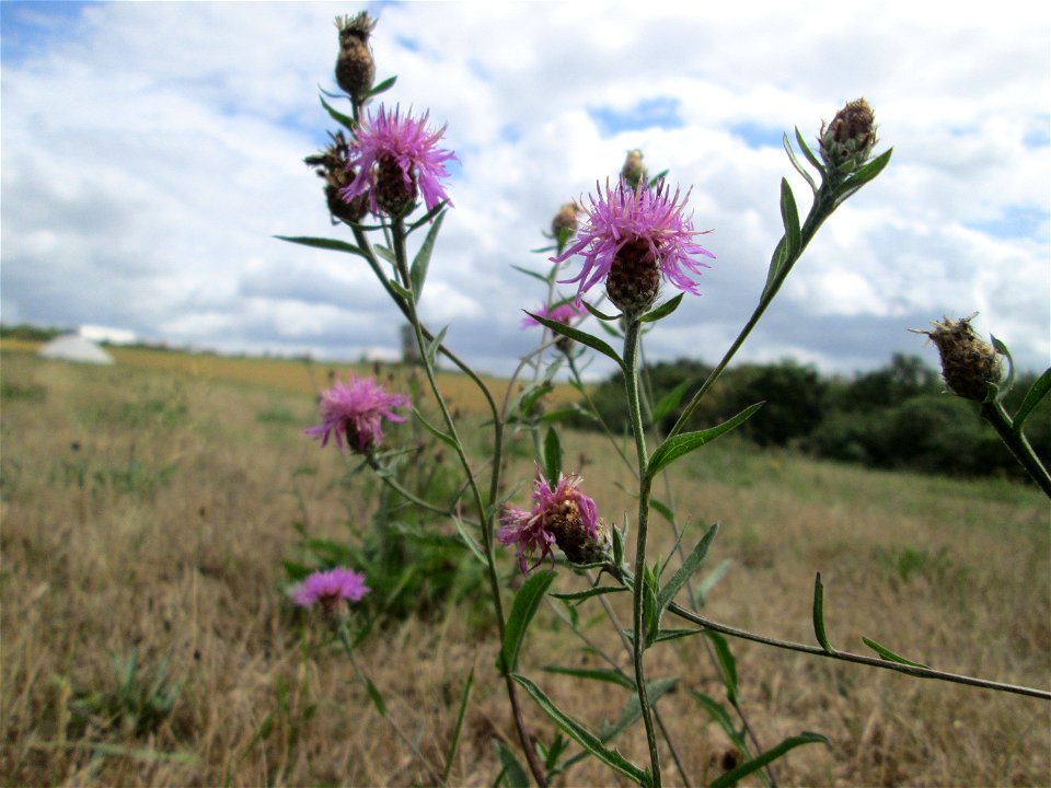 Wiesen-Flockenblume (Centaurea jacea) bei Kennfus