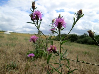 Wiesen-Flockenblume (Centaurea jacea) bei Kennfus