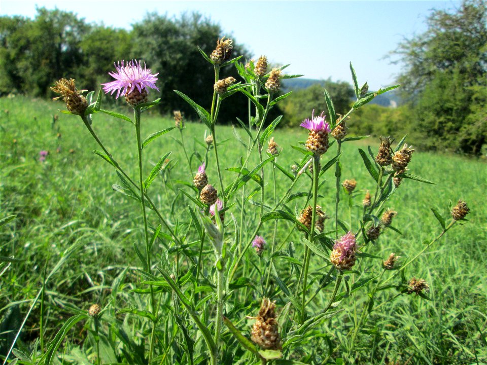 Wiesen-Flockenblume (Centaurea jacea) auf einer Streuobstwiese oberhalb von Güdingen