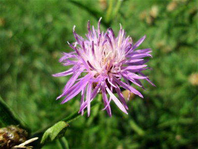 Wiesen-Flockenblume (Centaurea jacea) auf einer Streuobstwiese oberhalb von Güdingen