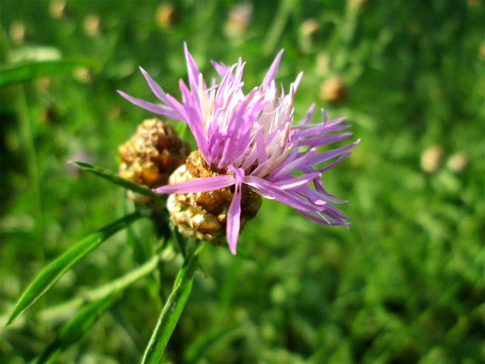 Wiesen-Flockenblume (Centaurea jacea) auf einer Wiese neben der Ostspange in Saarbrücken