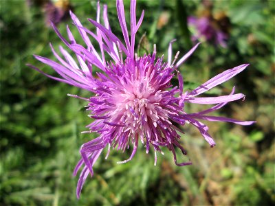 Wiesen-Flockenblume (Centaurea jacea) in Bischmisheim