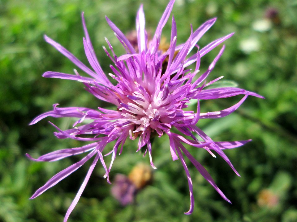 Wiesen-Flockenblume (Centaurea jacea) in Bischmisheim