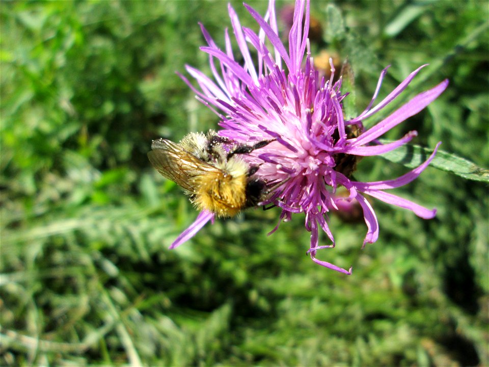Wiesen-Flockenblume (Centaurea jacea) in Bischmisheim