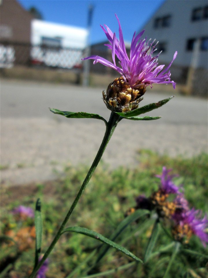 Wiesen-Flockenblume (Centaurea jacea) in Bischmisheim