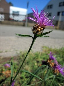 Wiesen-Flockenblume (Centaurea jacea) in Bischmisheim