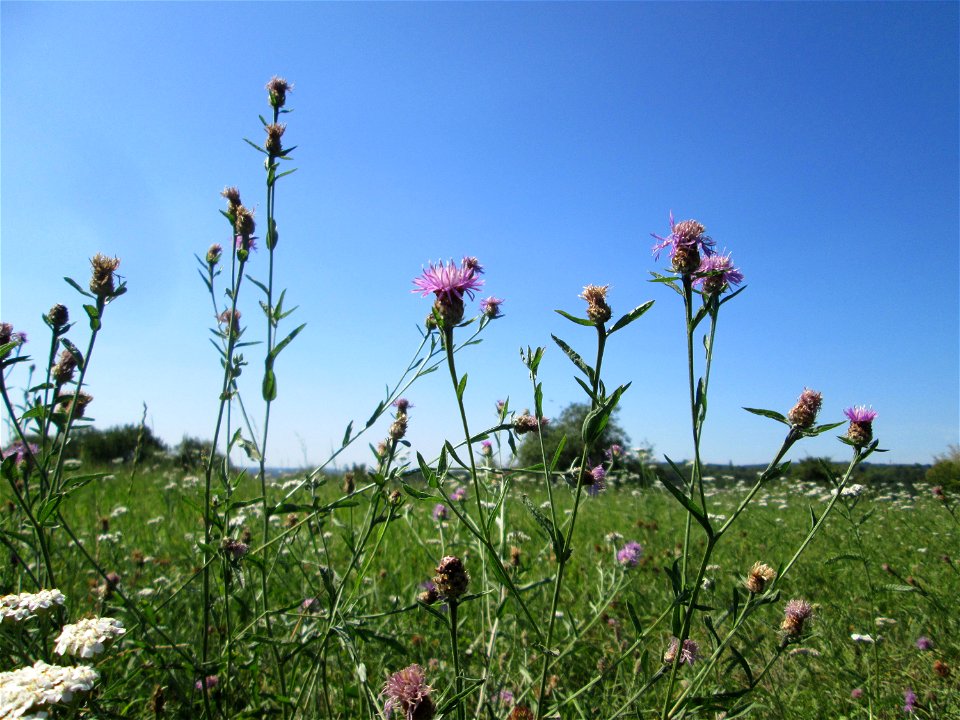 Wiesen-Flockenblume (Centaurea jacea) bei Bischmisheim