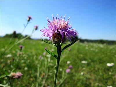 Wiesen-Flockenblume (Centaurea jacea) bei Bischmisheim