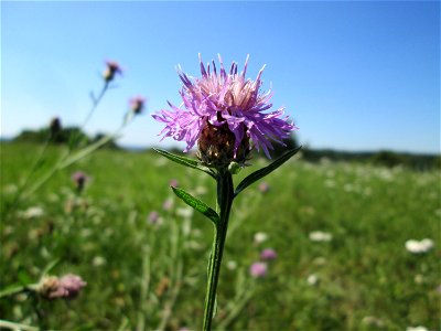 Wiesen-Flockenblume (Centaurea jacea) bei Bischmisheim photo