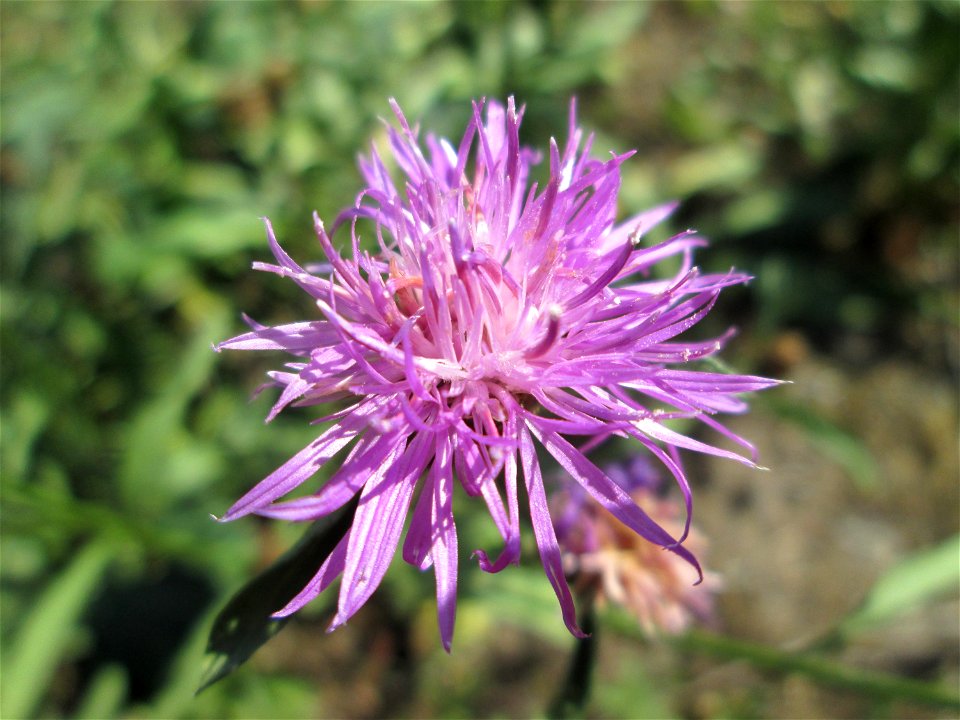 Wiesen-Flockenblume (Centaurea jacea) in Brebach