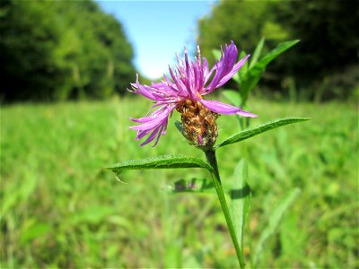 Wiesen-Flockenblume (Centaurea jacea) oberhalb von Fechingen