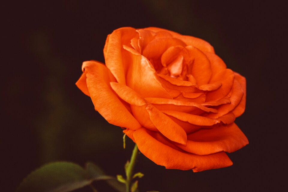Rose bloom beauty fragrance