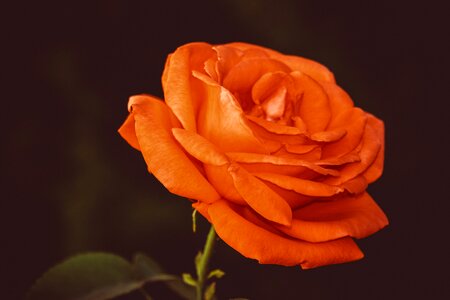 Rose bloom beauty fragrance photo