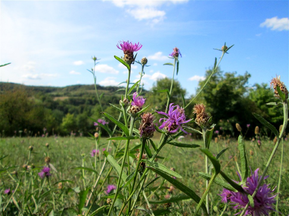 Wiesen-Flockenblume (Centaurea jacea) auf einer Streuobstwiese oberhalb von Fechingen