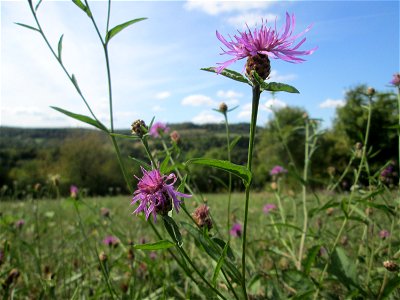 Wiesen-Flockenblume (Centaurea jacea) auf einer Streuobstwiese oberhalb von Fechingen