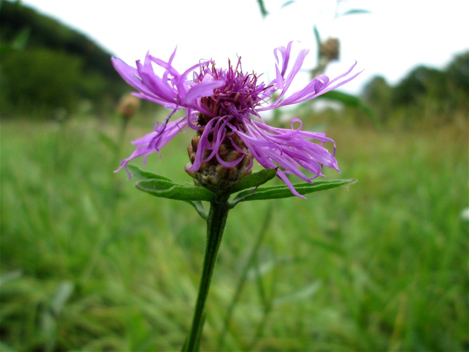 Wiesen-Flockenblume (Centaurea jacea) an der Saaraue Güdingen