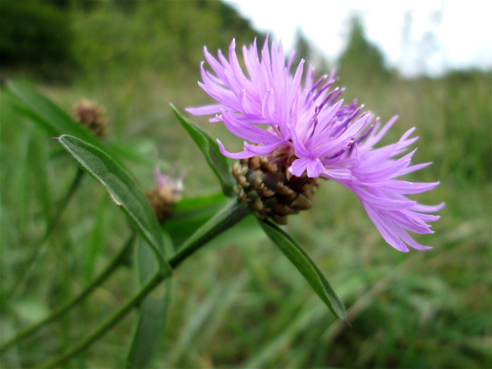 Wiesen-Flockenblume (Centaurea jacea) an der Saaraue Güdingen