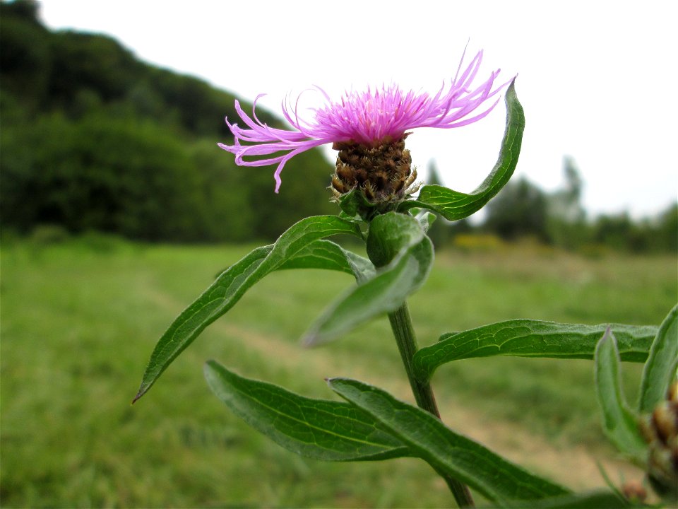 Wiesen-Flockenblume (Centaurea jacea) an der Saaraue Güdingen