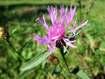 Wiesen-Flockenblume (Centaurea jacea) im Almet in Sankt Arnual
