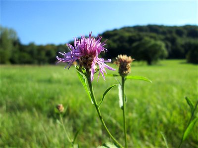 Wiesen-Flockenblume (Centaurea jacea) im Almet in Sankt Arnual