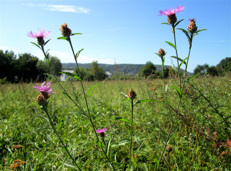 Wiesen-Flockenblume (Centaurea jacea) auf einer Streuobstwiese zwischen Brebach und Bischmisheim
