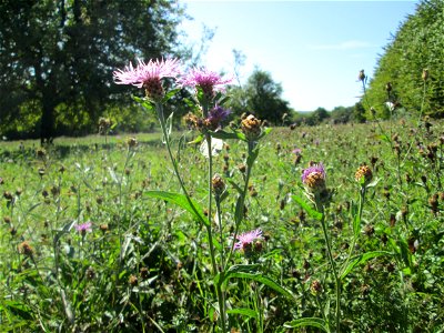 Wiesen-Flockenblume (Centaurea jacea) auf einer Streuobstwiese bei Bischmisheim