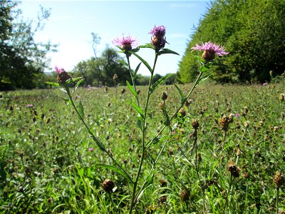 Wiesen-Flockenblume (Centaurea jacea) auf einer Streuobstwiese bei Bischmisheim