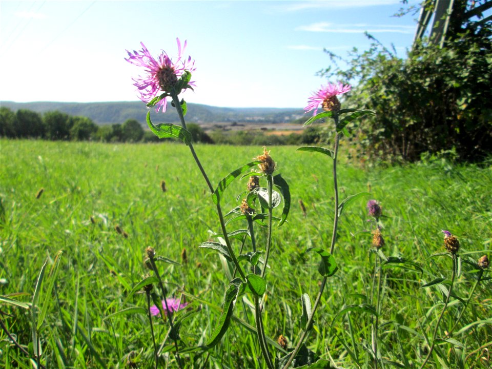 Wiesen-Flockenblume (Centaurea jacea) auf der Bischmisheimer Höhe