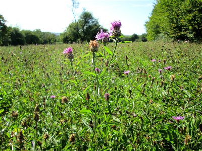 Wiesen-Flockenblume (Centaurea jacea) auf einer Streuobstwiese bei Bischmisheim