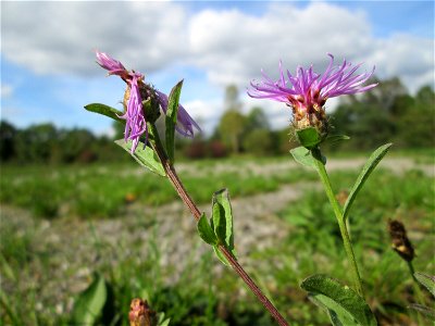 Wiesen-Flockenblume (Centaurea jacea) an der Deutsch-Französischen Grenze in Grosbliederstroff