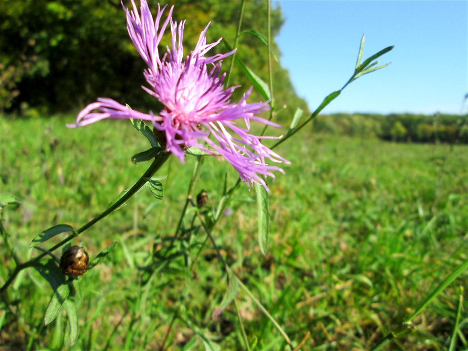 Wiesen-Flockenblume (Centaurea jacea) auf der Spicherer Höhe