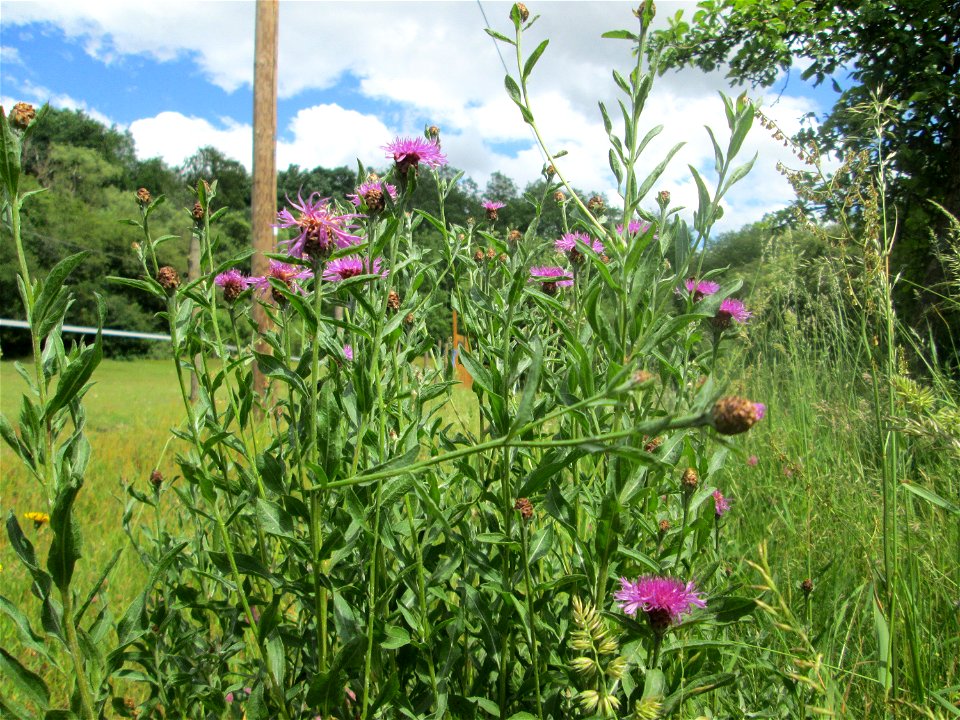 Wiesen-Flockenblume (Centaurea jacea) im Almet in Sankt Arnual