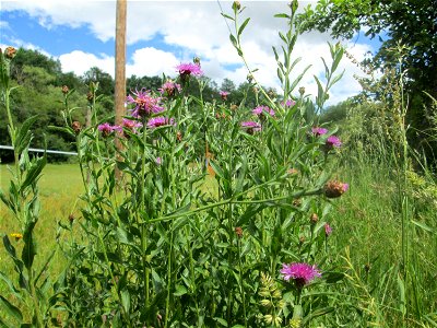 Wiesen-Flockenblume (Centaurea jacea) im Almet in Sankt Arnual