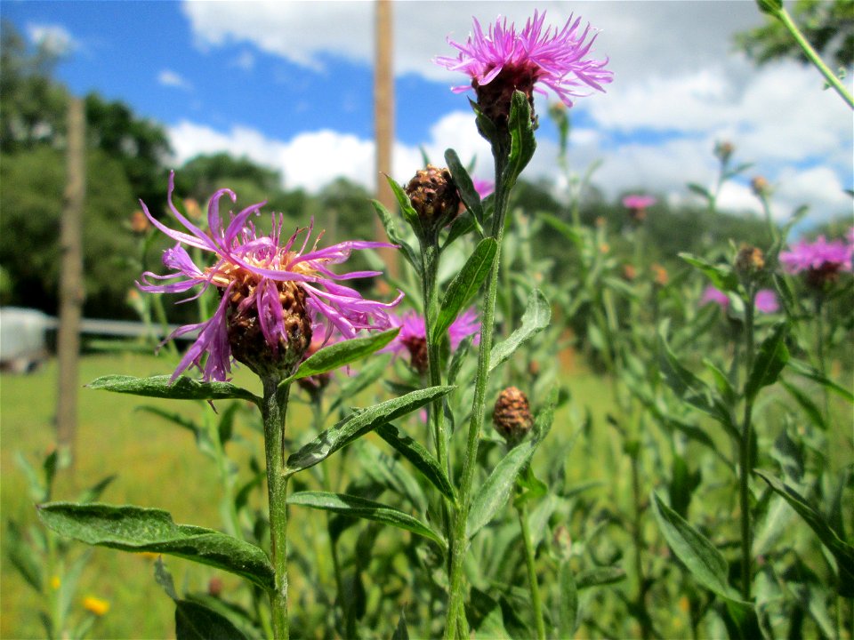 Wiesen-Flockenblume (Centaurea jacea) im Almet in Sankt Arnual