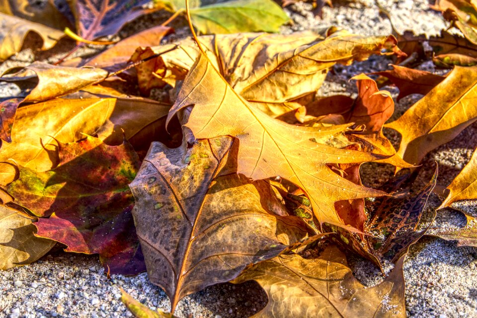 Ground fallen down nature