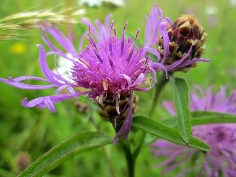 Wiesen-Flockenblume (Centaurea jacea) auf einer typischen „Bliesgau-Wiese“ bei Fechingen